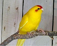 Rozela behavá, kakariky